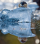 BB 11 0050 / Lemmus lemmus / Lemen